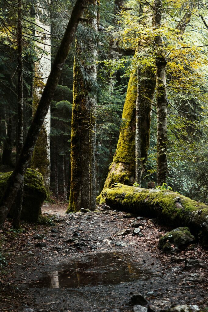 Ecology of redwoods, moss, ....